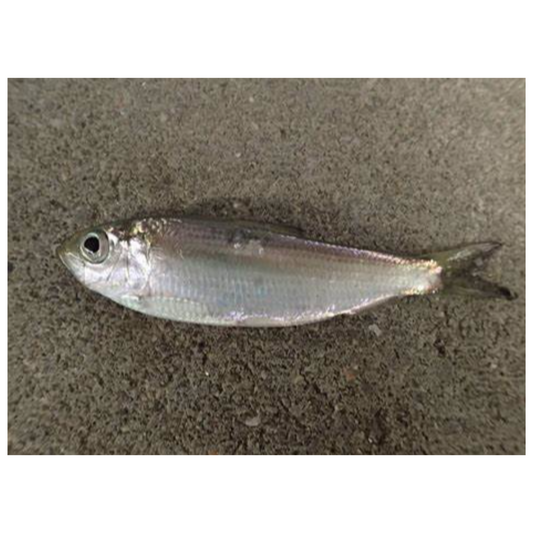 Invasive Species: Alewife Fish