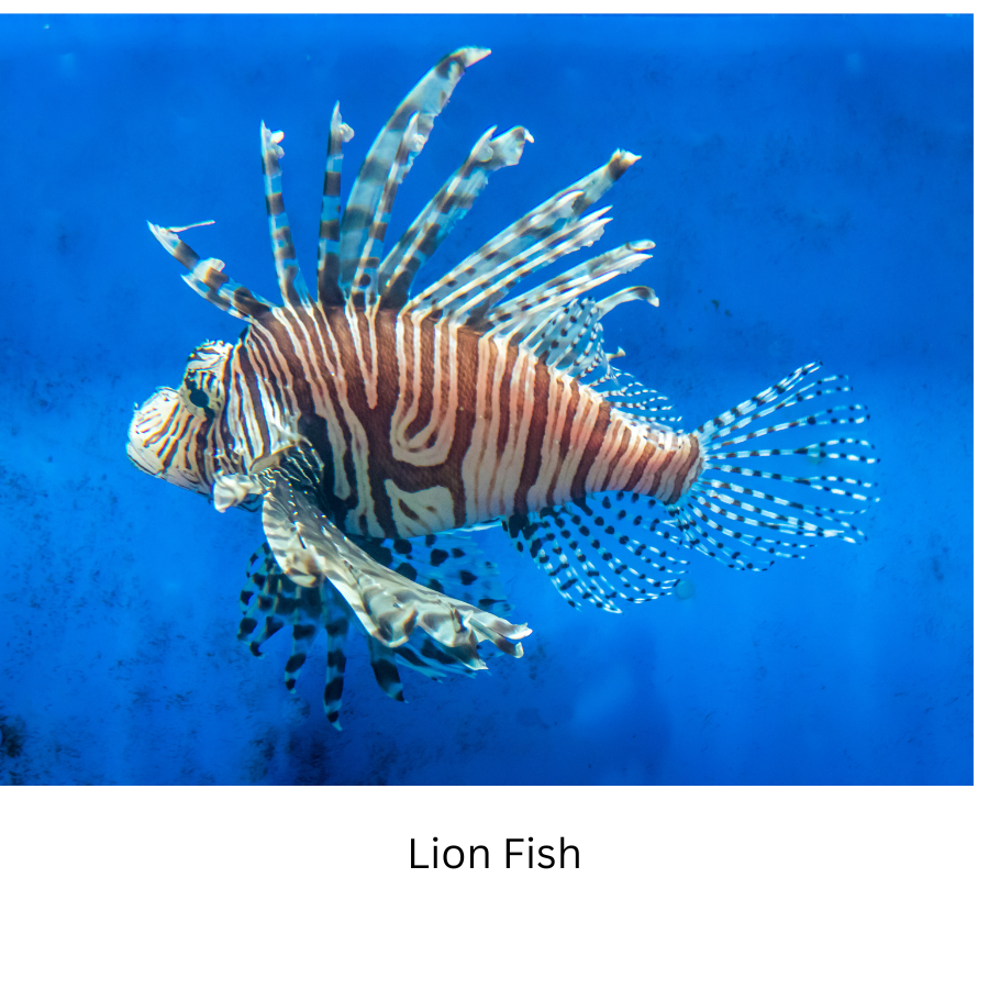 Invasive Fish Species: the Lionfish