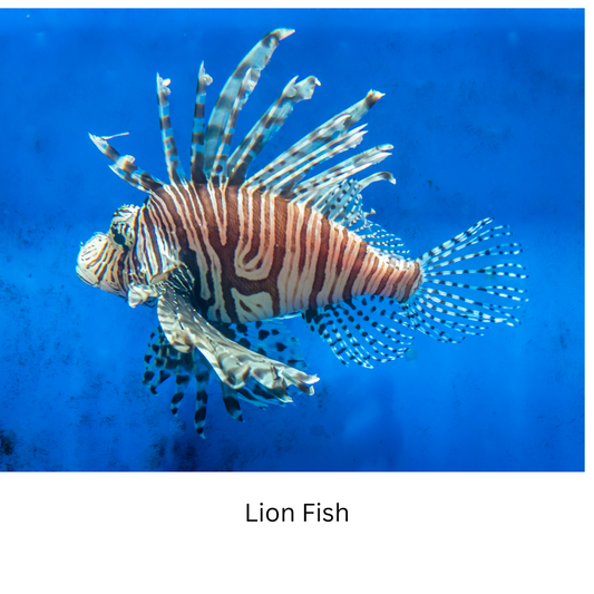 Invasive Fish Species: the Lionfish