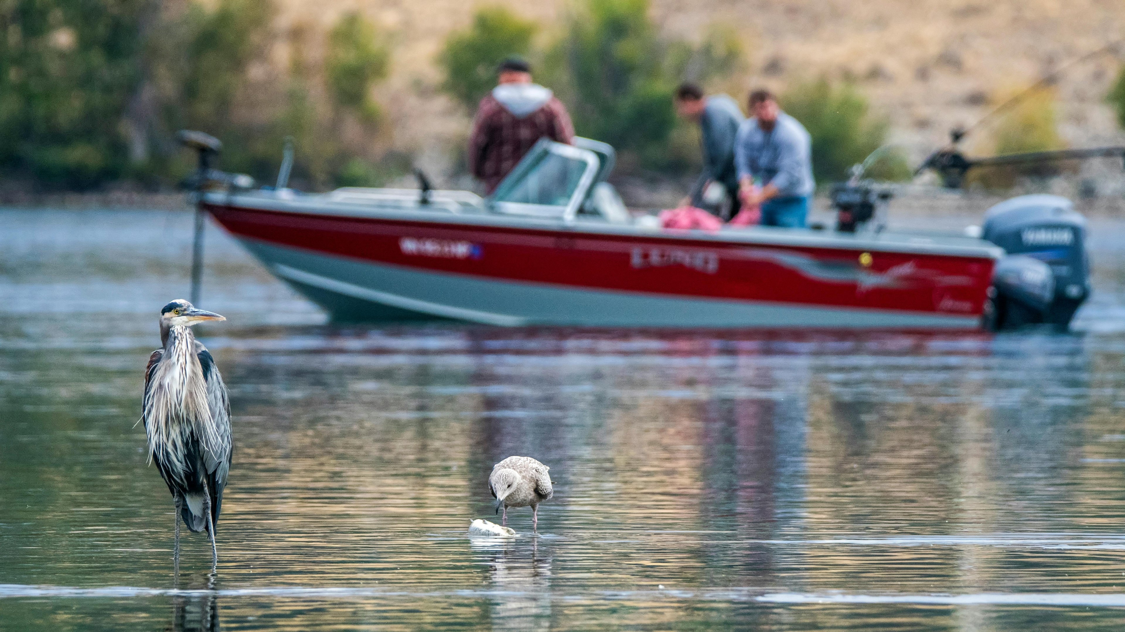 Fishing from boat in lake for invasive snakehead