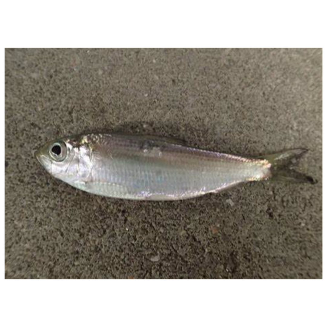 Invasive Species:  Alewife Fish