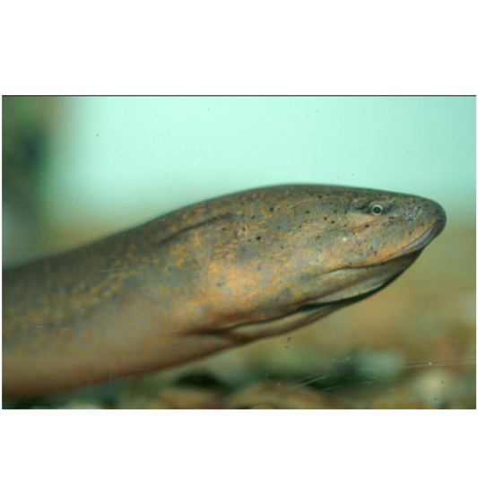 Invasive Species:  Asian Swamp Eel