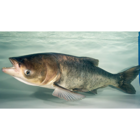 Invasive Species: Bighead Carp