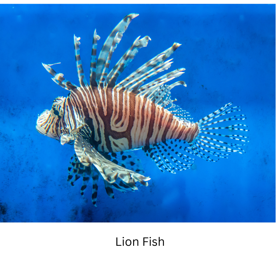 Invasive Fish Species:  the Lionfish