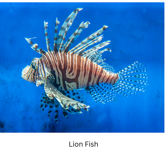 Invasive Fish Species:  the Lionfish