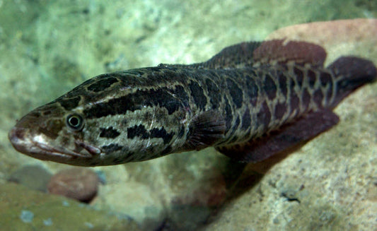 The invasive species The Northern Snakehead laying in the grass